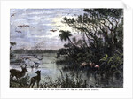View on one of the Tributaries of the St John River, Florida by Anonymous