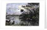 View on one of the Tributaries of the St John River, Florida by Anonymous