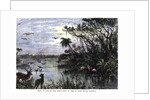 View on one of the Tributaries of the St John River, Florida by Anonymous