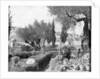 The Garden of Gethsemane, Palestine by John L Stoddard