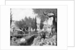 The Garden of Gethsemane, Palestine by John L Stoddard