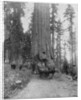 Road going through a Giant Sequoia, Mariposa Grove, Wawona, California by John L Stoddard