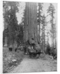 Road going through a Giant Sequoia, Mariposa Grove, Wawona, California by John L Stoddard