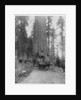 Road going through a Giant Sequoia, Mariposa Grove, Wawona, California by John L Stoddard
