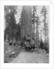 Road going through a Giant Sequoia, Mariposa Grove, Wawona, California by John L Stoddard