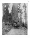 Road going through a Giant Sequoia, Mariposa Grove, Wawona, California by John L Stoddard