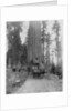 Road going through a Giant Sequoia, Mariposa Grove, Wawona, California by John L Stoddard