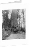 Road going through a Giant Sequoia, Mariposa Grove, Wawona, California by John L Stoddard