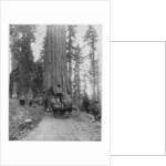 Road going through a Giant Sequoia, Mariposa Grove, Wawona, California by John L Stoddard