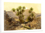 The Desert of Sinai, Egypt by W Dickens