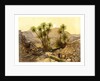 The Desert of Sinai, Egypt by W Dickens