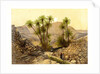 The Desert of Sinai, Egypt by W Dickens