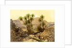 The Desert of Sinai, Egypt by W Dickens