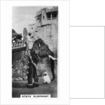 Government elephant in state costume, South India by Anonymous