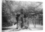 The 'Shambles' Oak, Sherwood Forest by Anonymous
