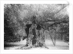 The 'Shambles' Oak, Sherwood Forest by Anonymous