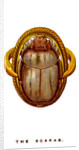 The Scarab by Anonymous