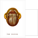 The Scarab by Anonymous