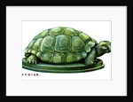 The Tortoise by Anonymous