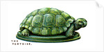 The Tortoise by Anonymous