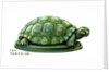 The Tortoise by Anonymous