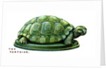 The Tortoise by Anonymous