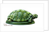 The Tortoise by Anonymous