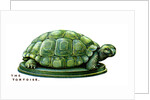 The Tortoise by Anonymous