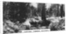 Carting timber, Victoria, Australia by Anonymous