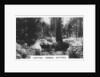 Carting timber, Victoria, Australia by Anonymous
