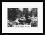 Carting timber, Victoria, Australia by Anonymous