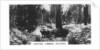 Carting timber, Victoria, Australia by Anonymous