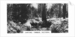 Carting timber, Victoria, Australia by Anonymous