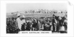 South Australian vineyard by Anonymous