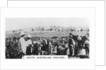South Australian vineyard by Anonymous