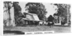 Dairy farming, Victoria, Australia by Anonymous
