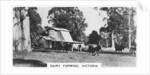 Dairy farming, Victoria, Australia by Anonymous