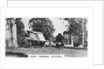 Dairy farming, Victoria, Australia by Anonymous