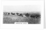 Harvesting wheat, Australia by Anonymous