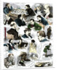 Sketches at the International Chess Tournament, May 5 by Corbould