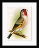 A goldfinch-bullfinch hybrid by Anonymous