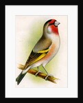A goldfinch-bullfinch hybrid by Anonymous