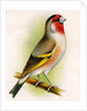 A goldfinch-bullfinch hybrid by Anonymous