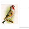 A goldfinch-bullfinch hybrid by Anonymous