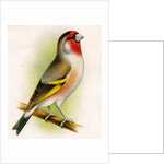A goldfinch-bullfinch hybrid by Anonymous