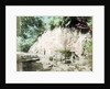 The Tamadare Falls, Yumoto, Hakone, Japan by Anonymous