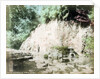 The Tamadare Falls, Yumoto, Hakone, Japan by Anonymous