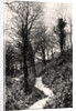 Lovers Lane, Fairlight, Hastings, Sussex by Anonymous