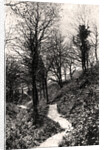 Lovers Lane, Fairlight, Hastings, Sussex by Anonymous