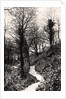 Lovers Lane, Fairlight, Hastings, Sussex by Anonymous